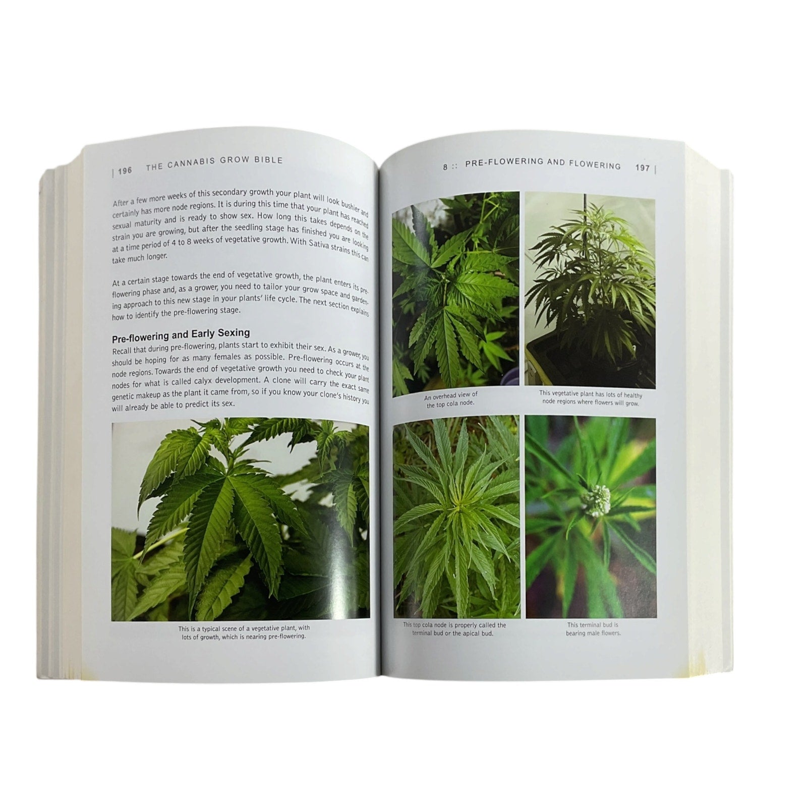libro  (The Cannabis Grow Bible)