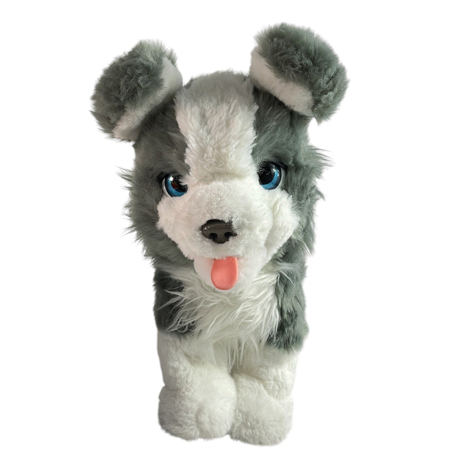 Cachorro