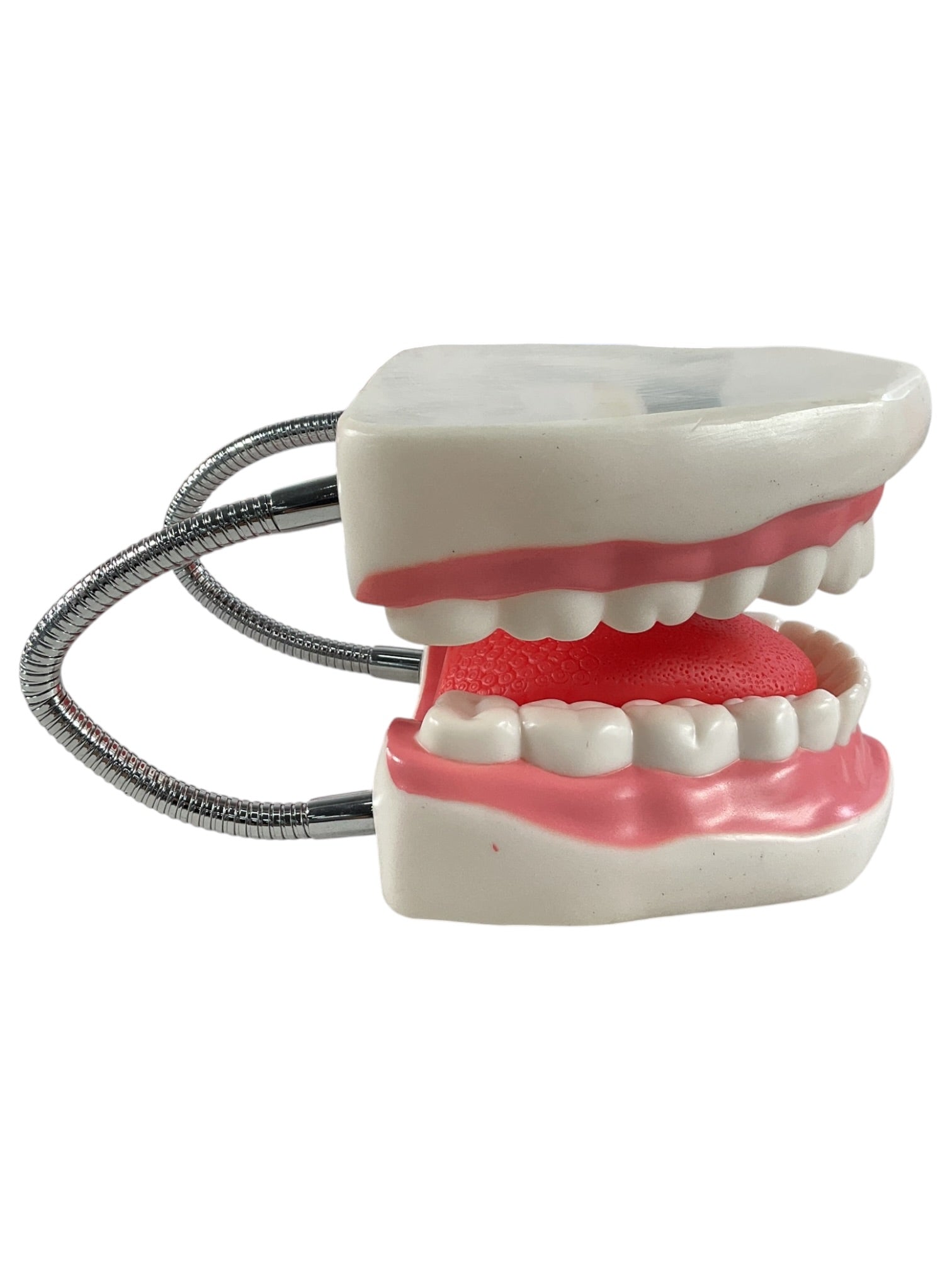 Modelo anatómico dental de demostración