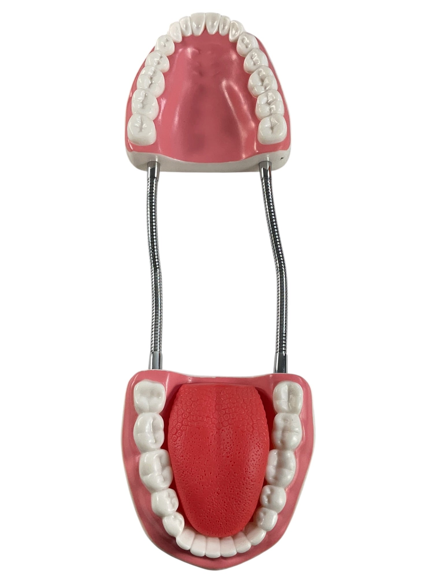 Modelo anatómico dental de demostración