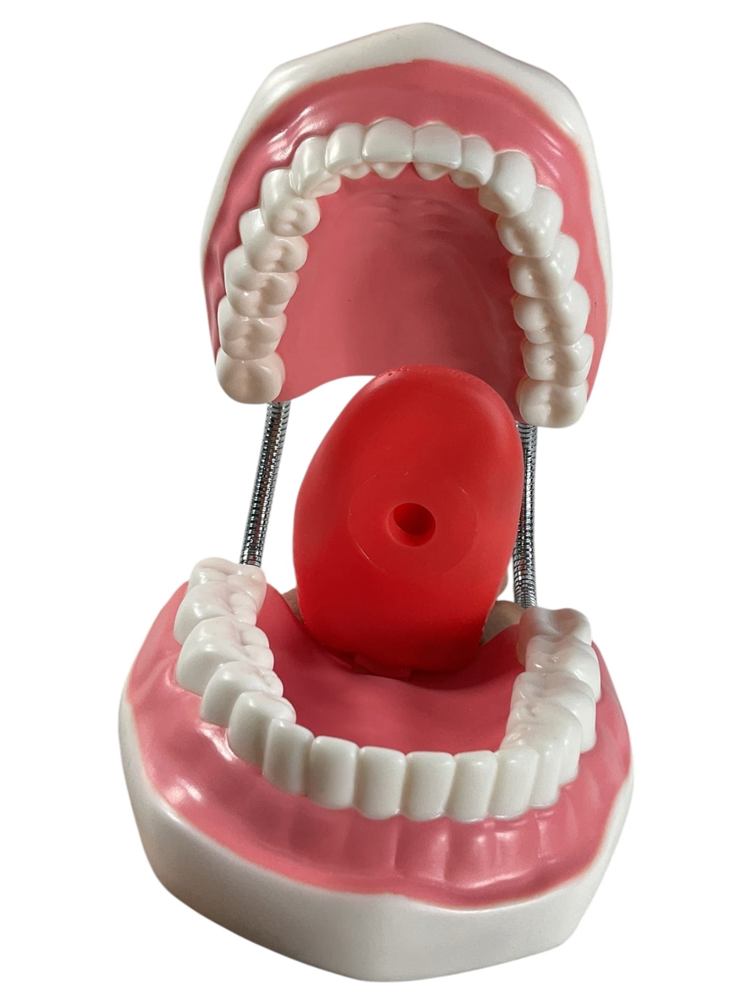 Modelo anatómico dental de demostración