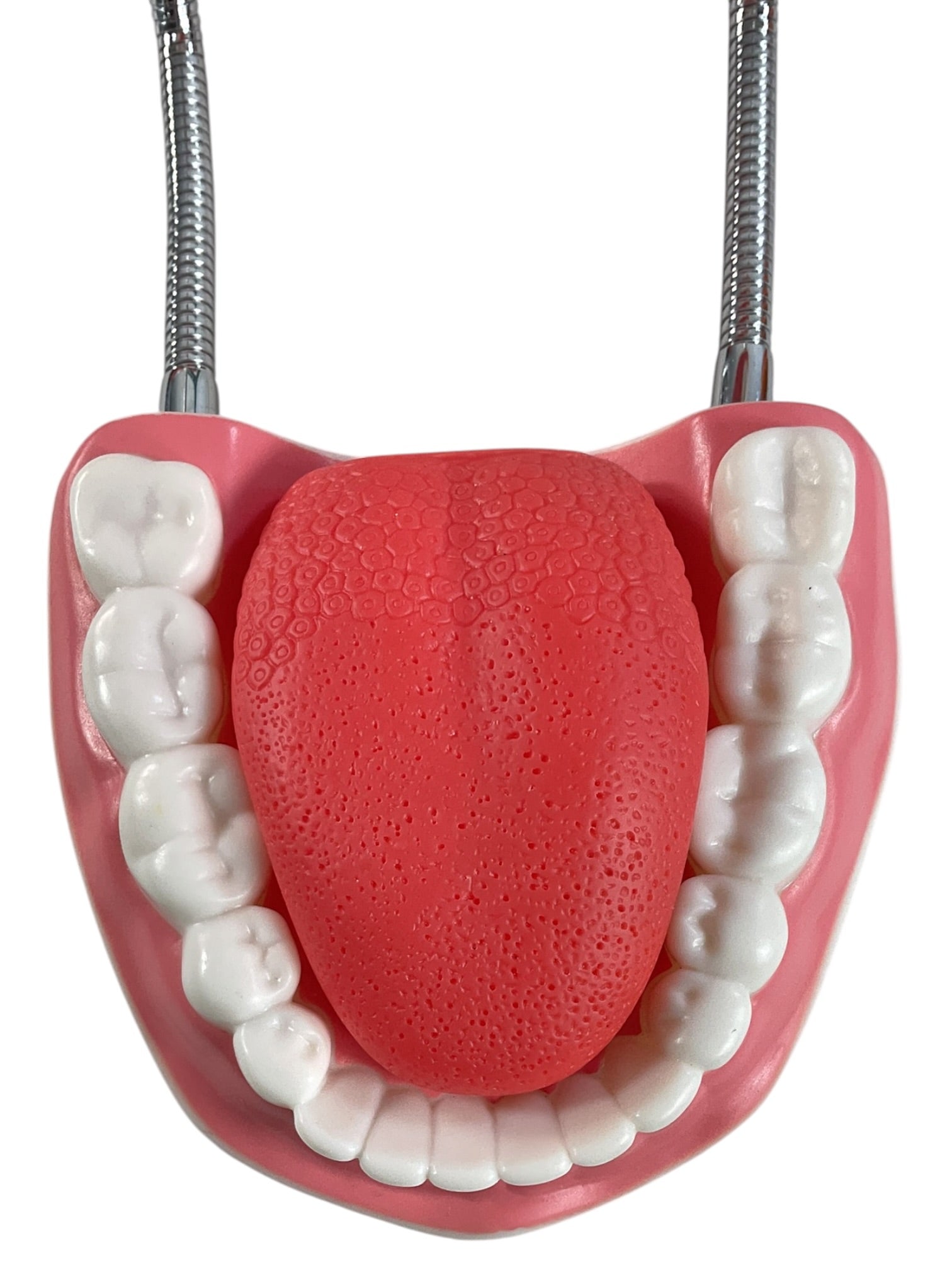 Modelo anatómico dental de demostración