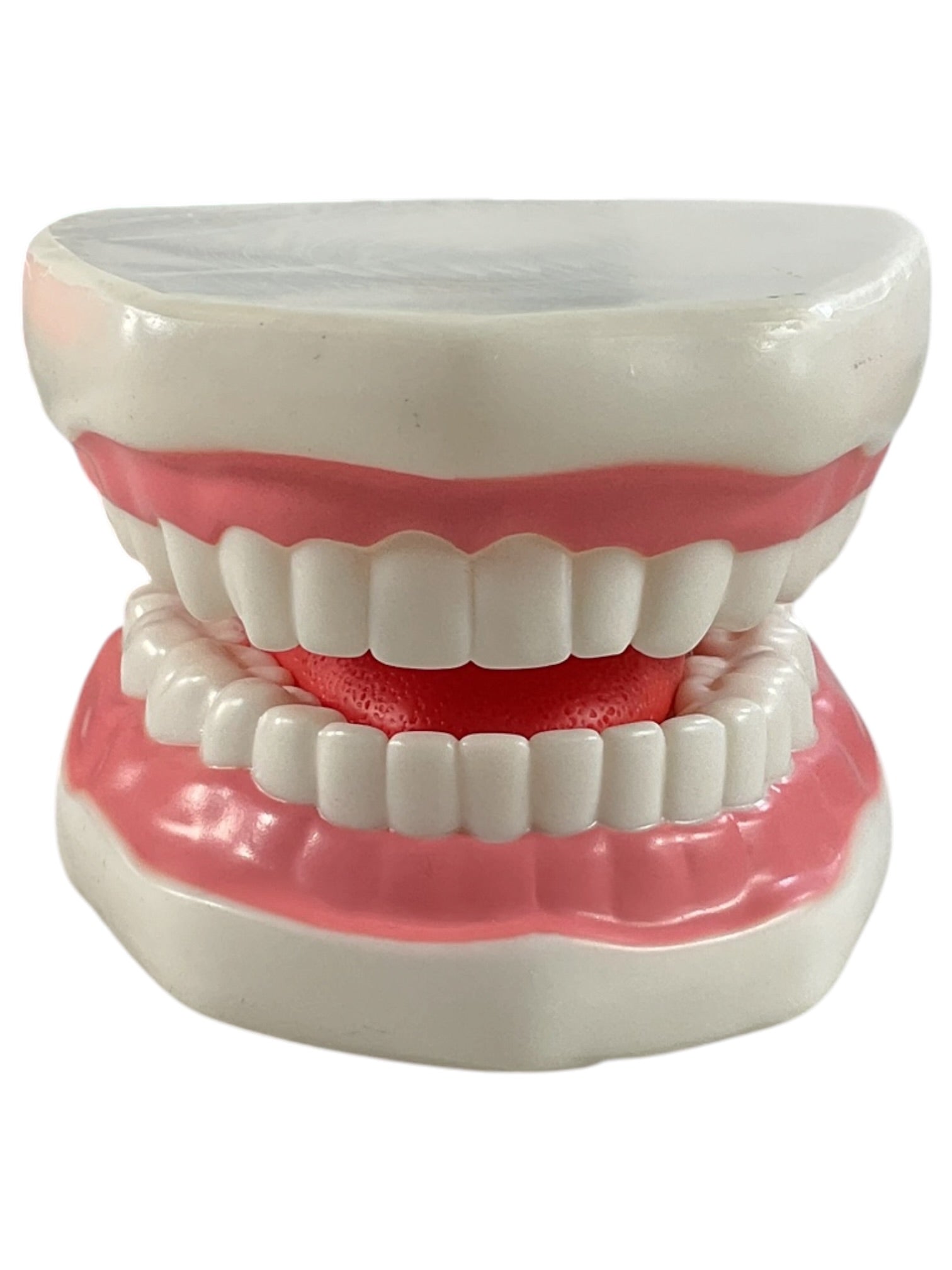 Modelo anatómico dental de demostración