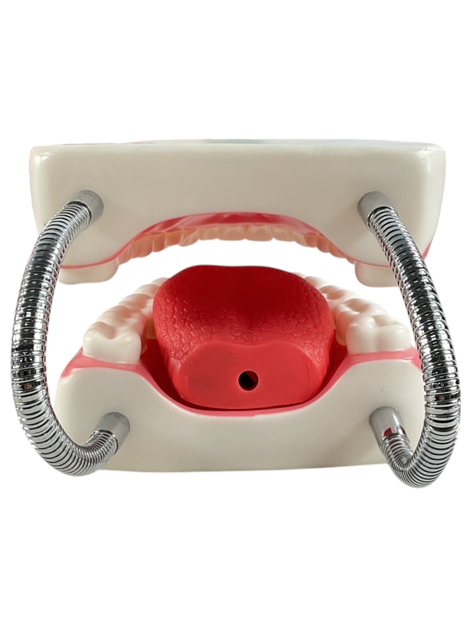 Modelo anatómico dental de demostración